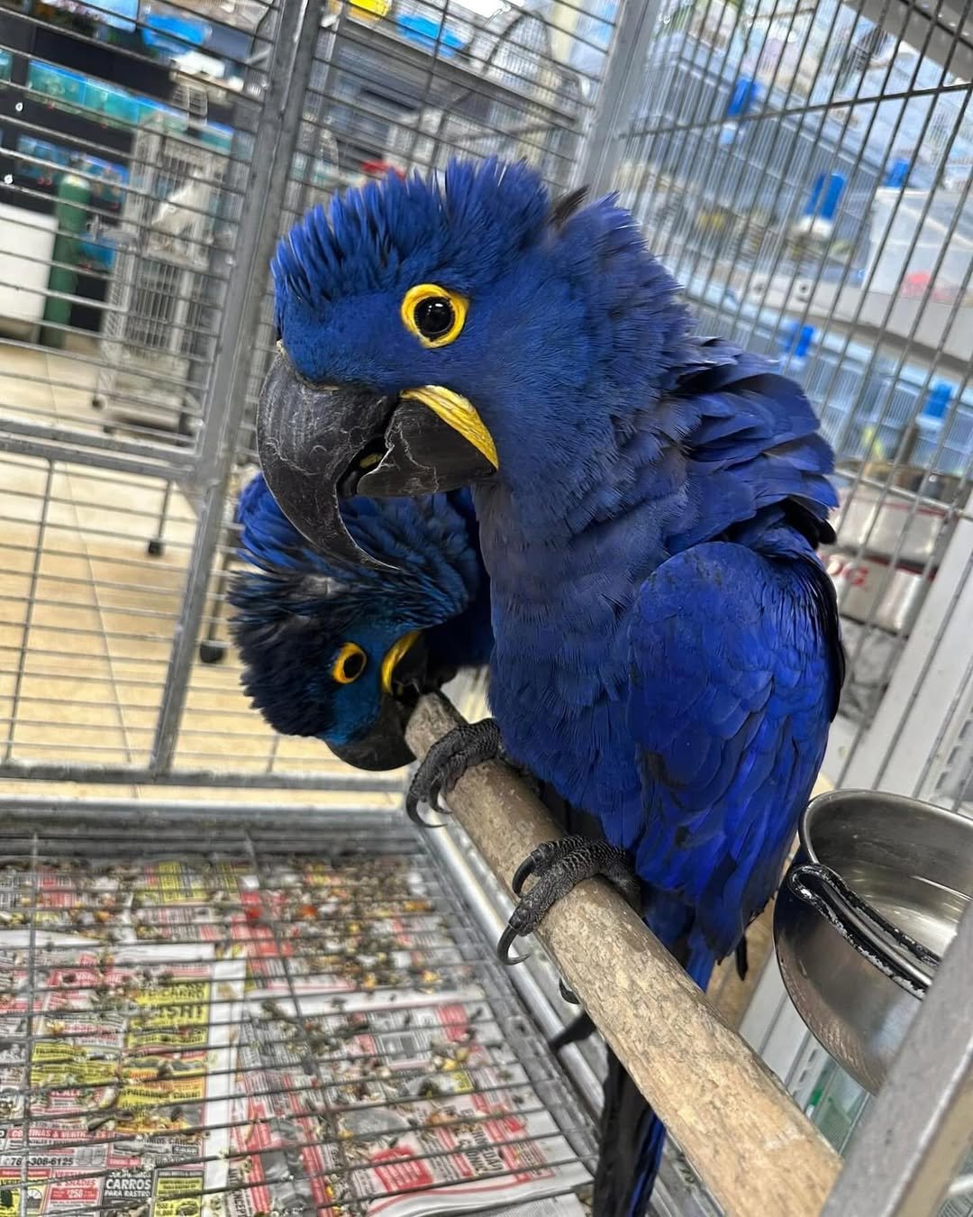 Do macaws need outdoor time