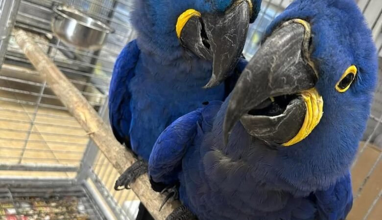 Are macaws easy to train