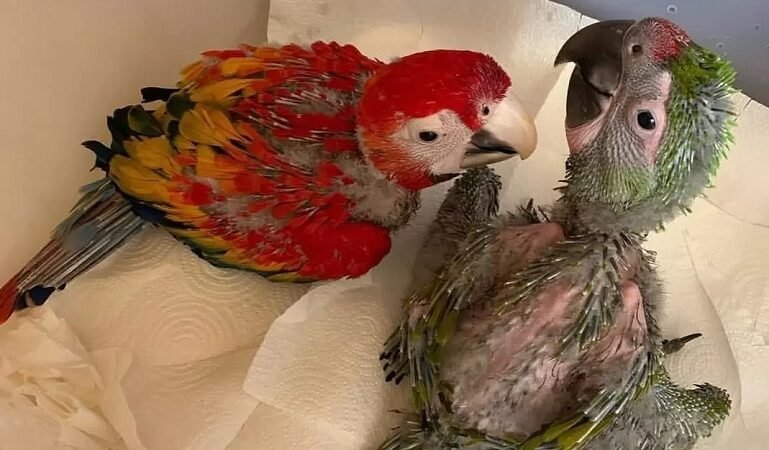 What is the smallest macaw parrot breed
