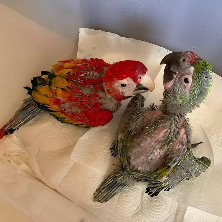 What is the smallest macaw parrot breed