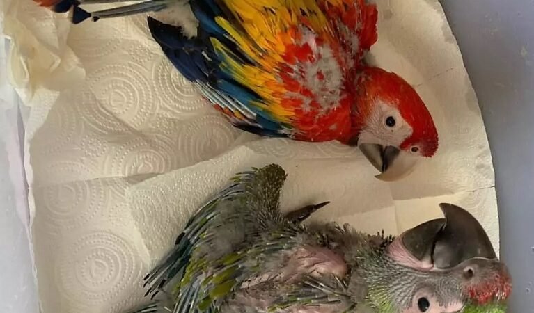How strong is a macaw parrot bite