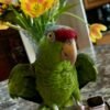 Amazon Birds for sale near me