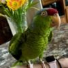 Amazon Birds for sale near me