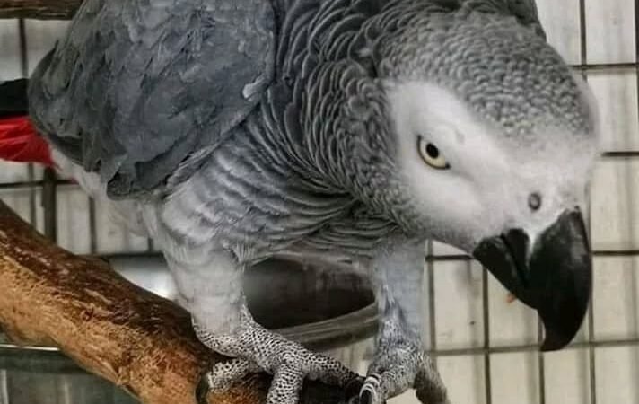 How much daily mental stimulation does an African Grey parrot need