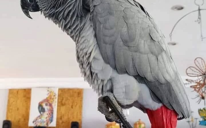How can I help an African Grey parrot overcome fear of new people