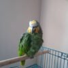 Female Amazon Parrots for sale