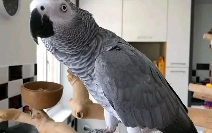 What size cage is suitable for an African Grey parrot