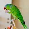 Amazon Birds for sale near me