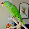 Amazon Birds for sale near me