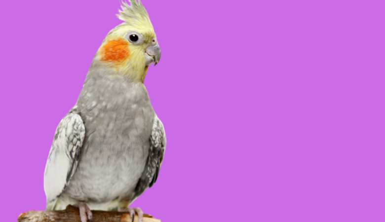 Are male or female cockatiels better pets
