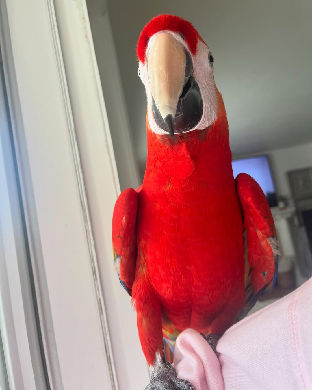 Parrot Photos
