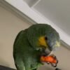Baby Amazon Parrots for sale