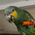 Baby Amazon Parrots for sale
