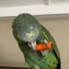Baby Amazon Parrots for sale