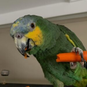 Baby Amazon Parrots for sale
