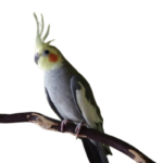 Can a cockatiel live for 30 years?