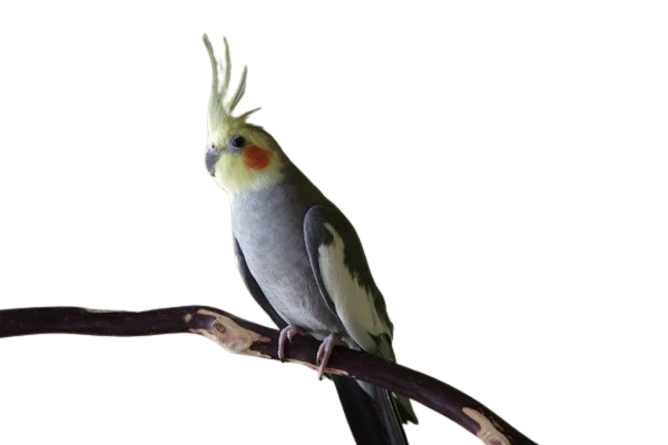 How big do cockatiels get