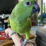 Amazon Birds for sale