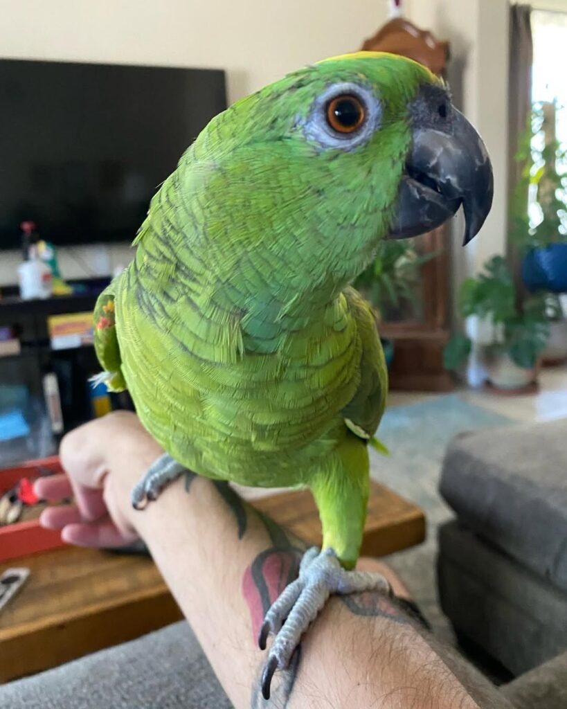 How Often Do Parrots Need to Bathe