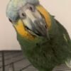 Baby Amazon Parrots for sale