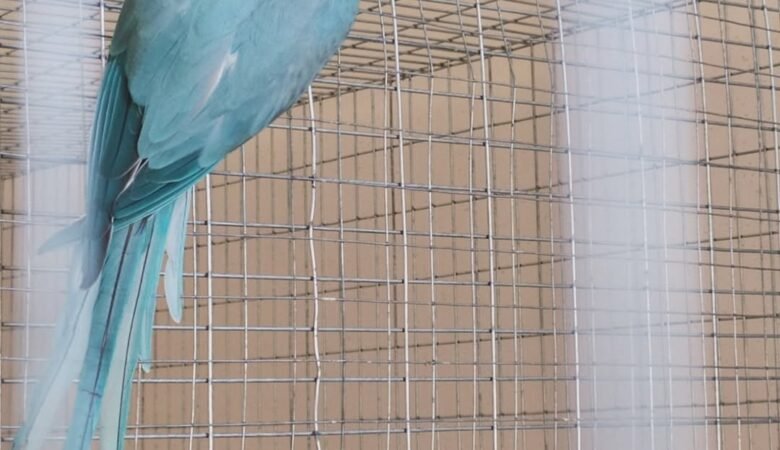 Are ringneck parakeets easy to tame and train