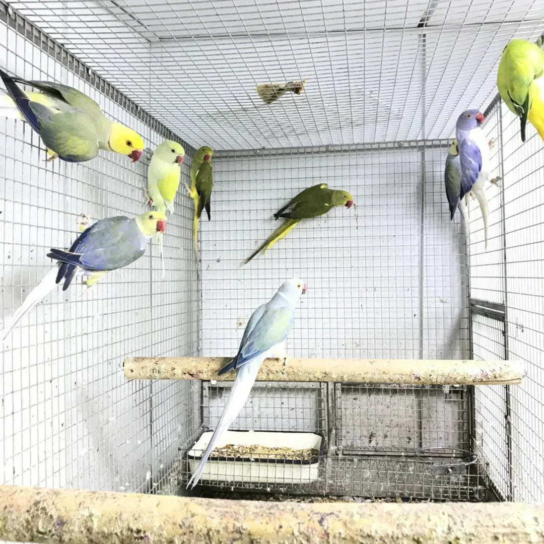 How long do ringneck parakeets live