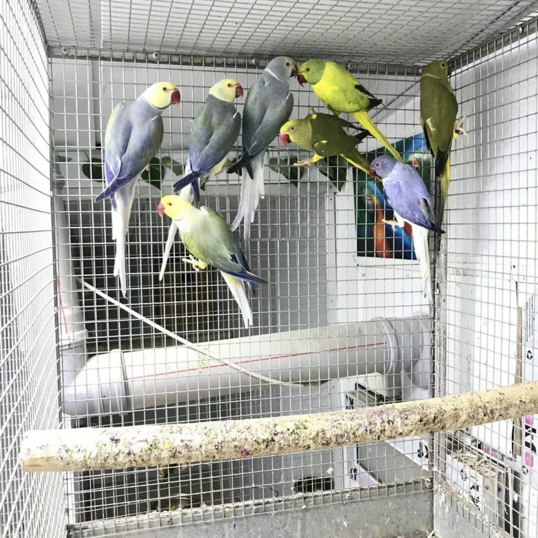 Can ringneck parakeets talk and mimic human speech