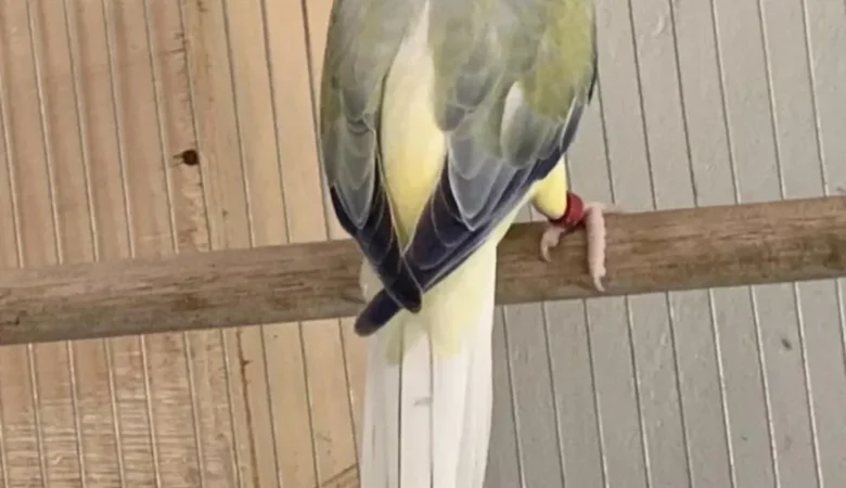 Do ringneck parakeets bite
