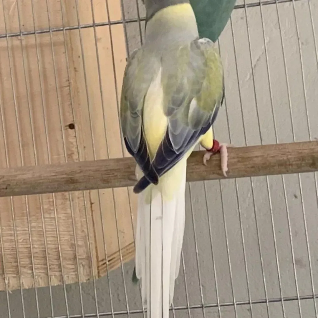 Do ringneck parakeets bite