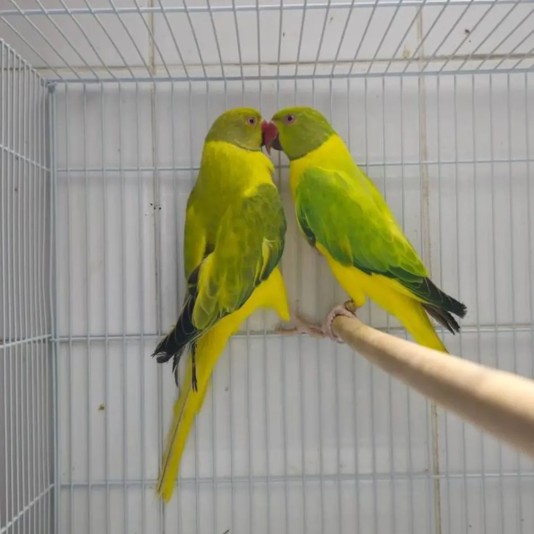 Are Indian ringneck parakeets good for beginners