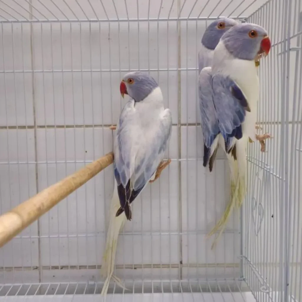 The Main Factors That Affect a Ringneck Parakeet's Lifespan