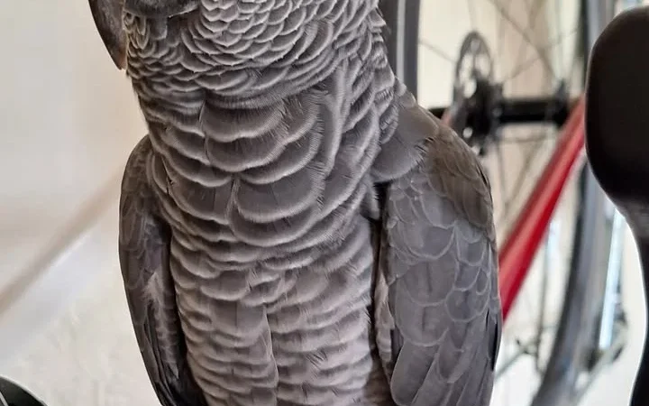 Can African Grey parrots understand and use words in context