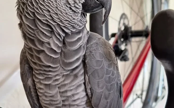 What is the best diet for an African Grey parrot